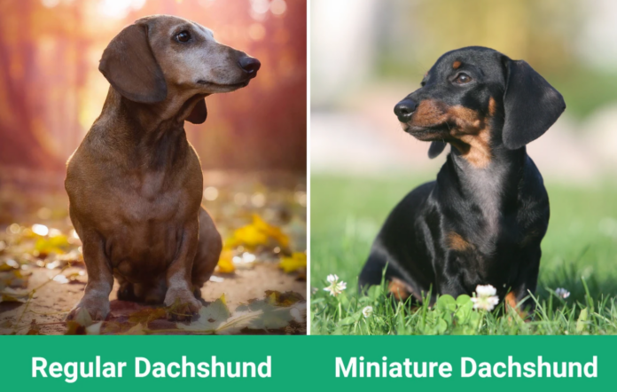 Dachshund vs. Miniature Dachshund: Size Comparison